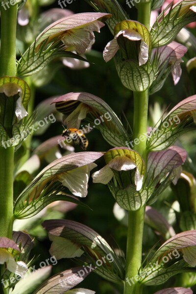 Acantus Bee Blossom Bloom Approach