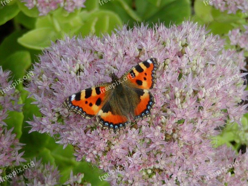 Butterfly Little Fox Butterflies Insect Animal