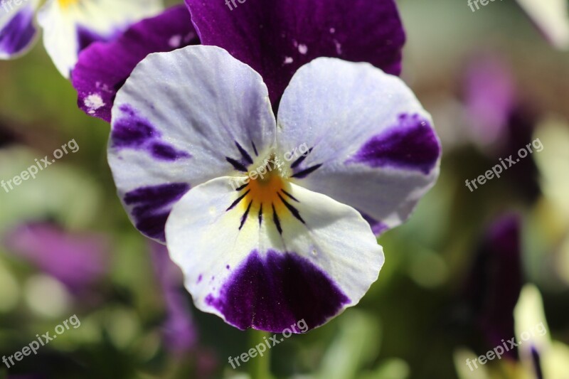 Pansy Flowers Close Up Violet Viola