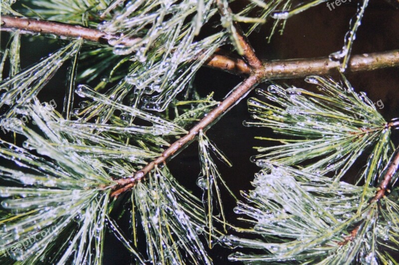 Pine Pine Needles Ice Tank Frozen Iced