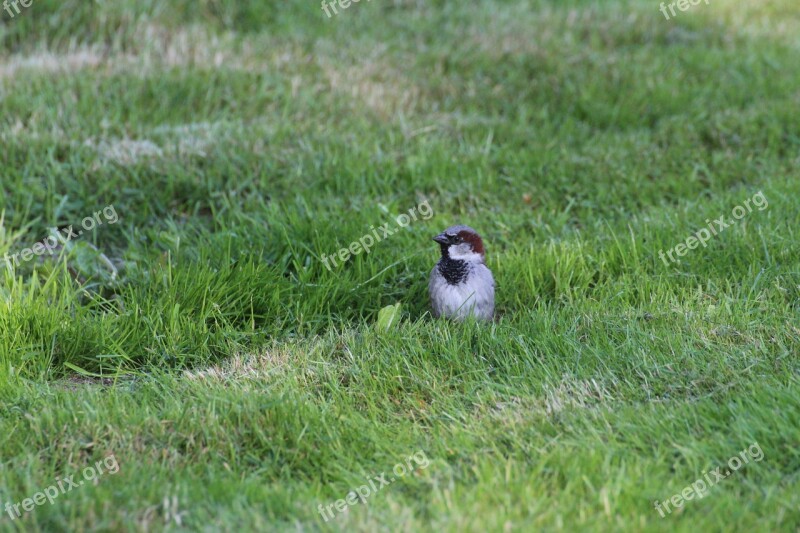 Sparrow Sperling Bird Songbird Animal