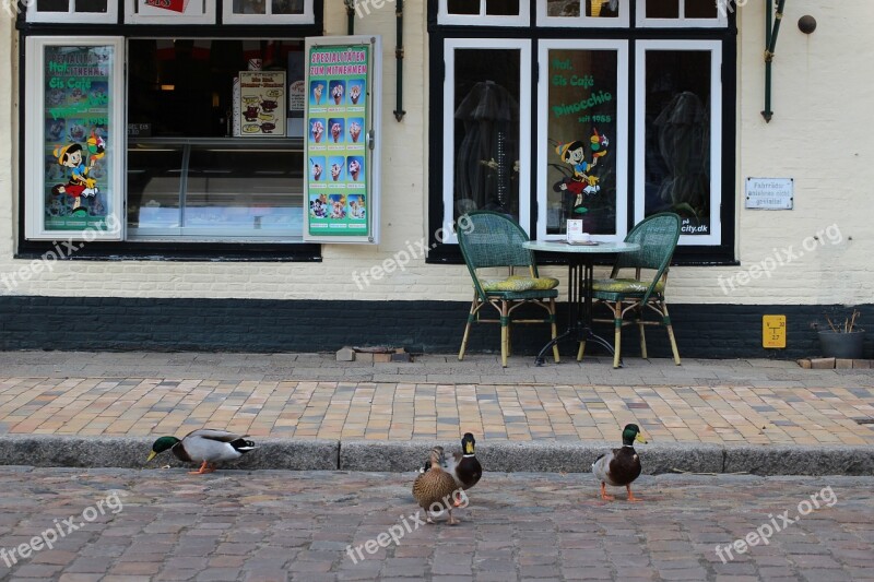 Mallard Mätzente Ducks Anas Platyrhynchosfriedrichstadt Birds