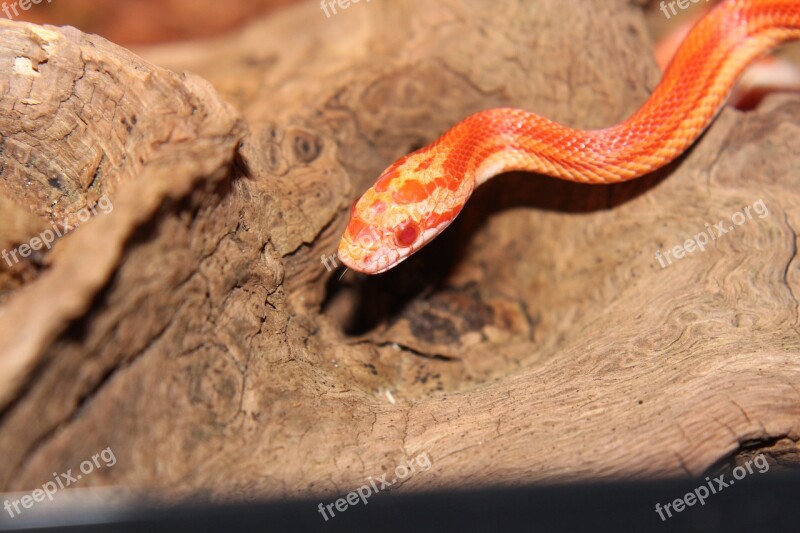 Corn Snake Snake Snakes Terraristik Non Toxic