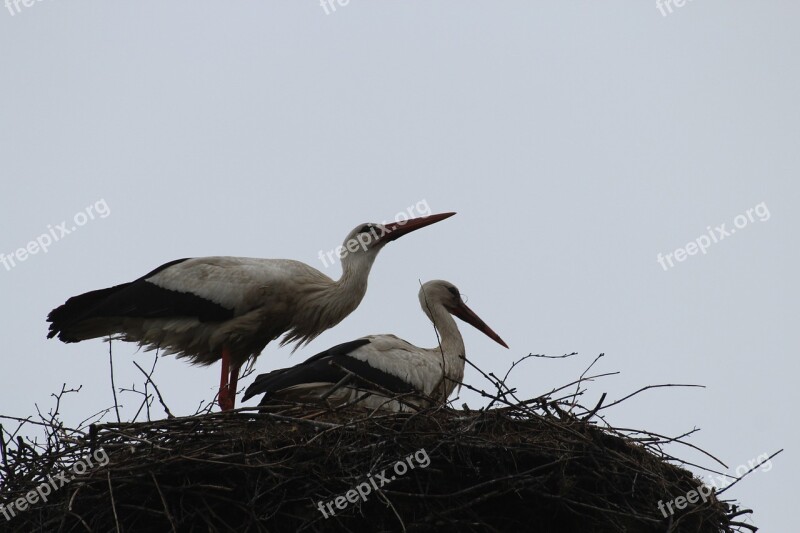 Storks Birds Flying Bird Couple Nest