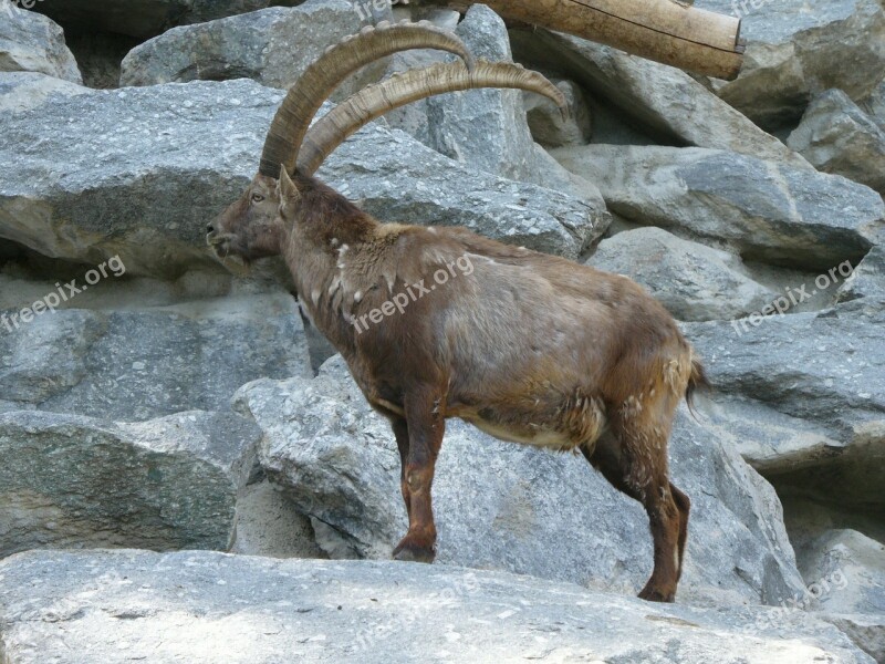 Capricorn Alpine Zoo Innsbruck Free Photos