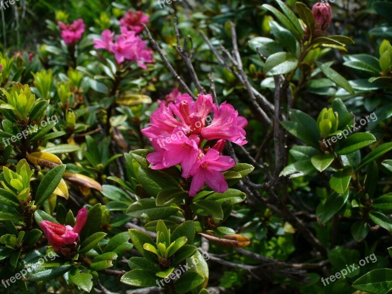 Alpine Roses Almenrausch Flowers Free Photos