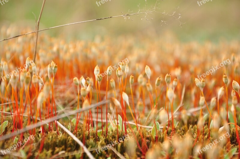 Moss Overgrown Closeup Macro Forest Litter