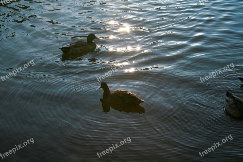 Ducks Animal Bird Nature Water Stream