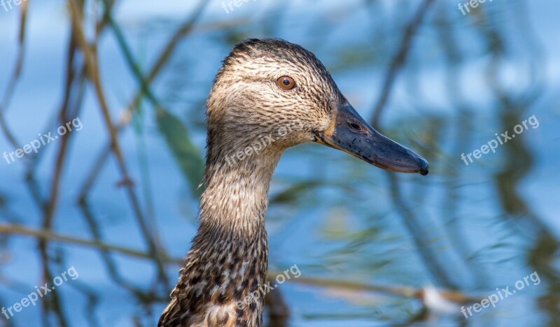 Teal Winged Duck Free Photos