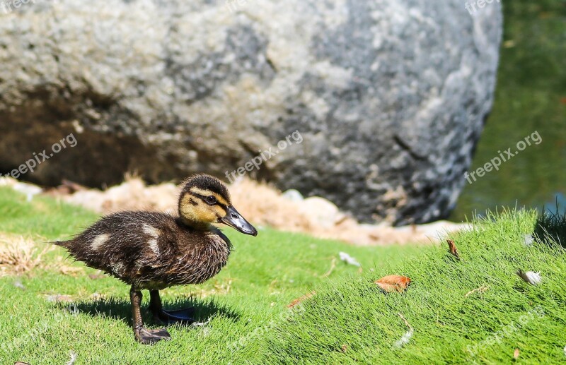 Swim Duck Water Bird Plumage Bird