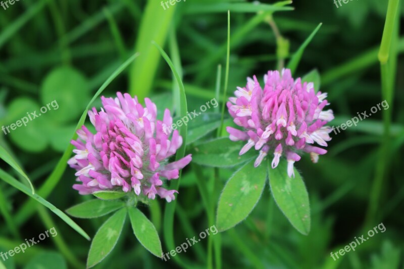 Clover Flower Blossom Plant Flora