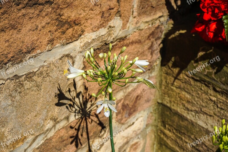 Lily Flower Blossom Bloom Plant