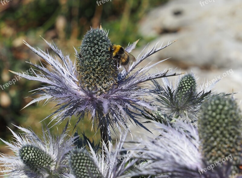 Thistle Mountain Flower Mountain Thistle Blossom