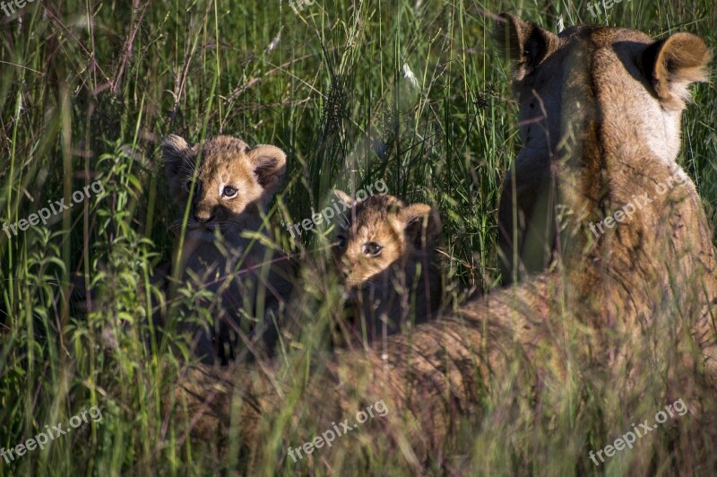 Lions Puppies Leon Animals Africa