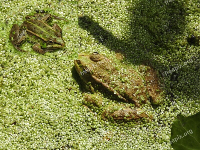 Frogs Amphibians Nature Pond Animal