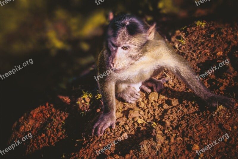 Monkey Animal Animals Wildlife Nature Mammal