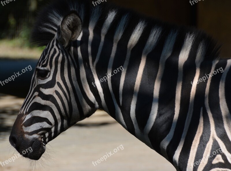 Zebra Stripe Pattern Zoo Head Free Photos