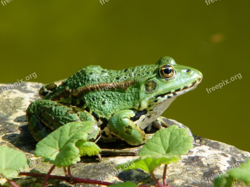 Frog Toad Green Pond Animal