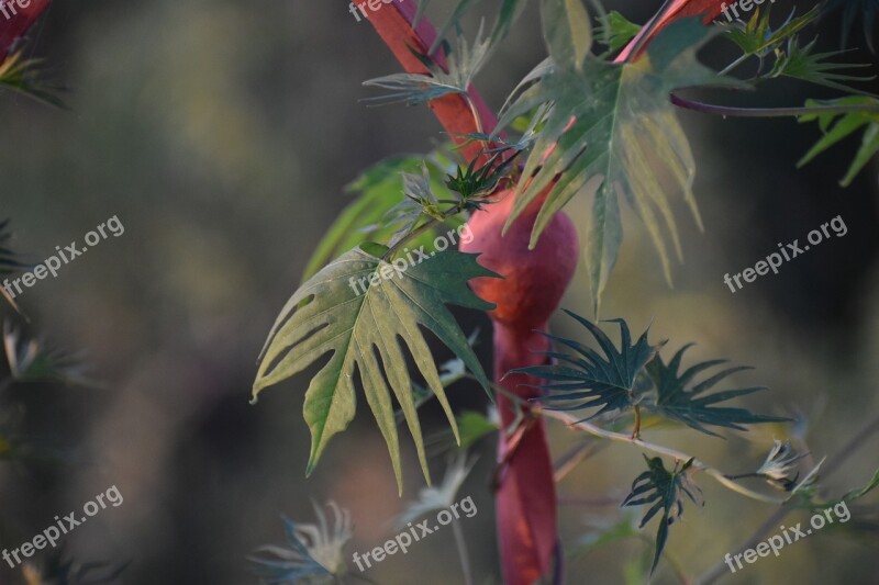 Plant Red Grille Vjun Mood