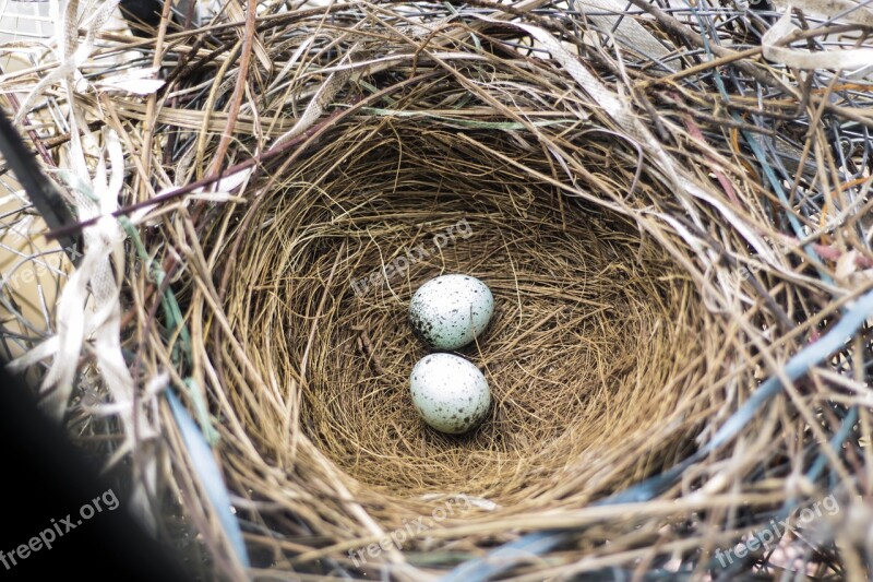 Eggs Bird Eggs Eggs In A Nest Free Photos