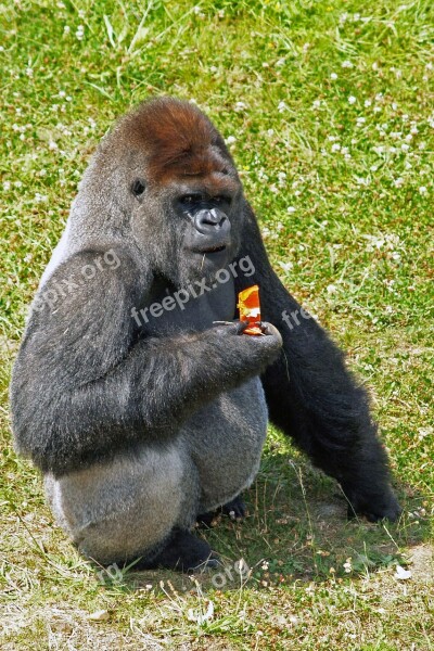 Ape Orang-outang Wild Animal Free Photos