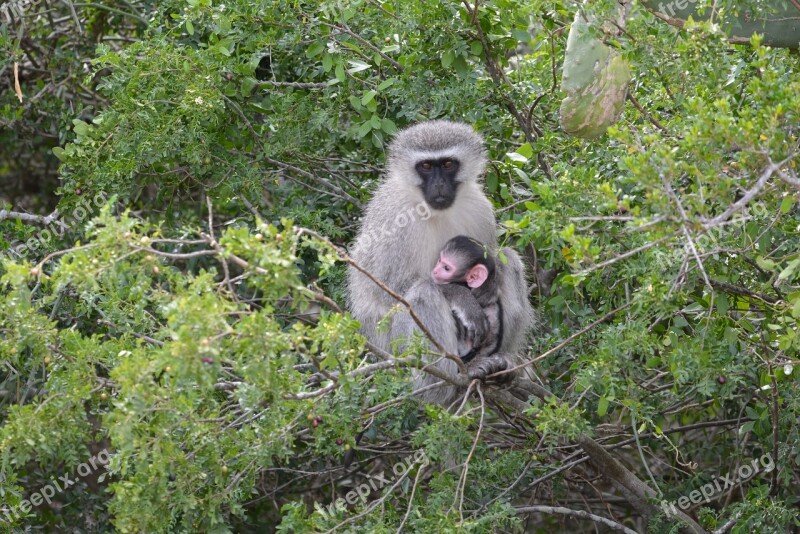 Monkey Baby Tree Mammal Cute