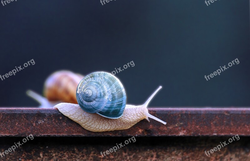 Snail Blue Snail Shell Progress Inch