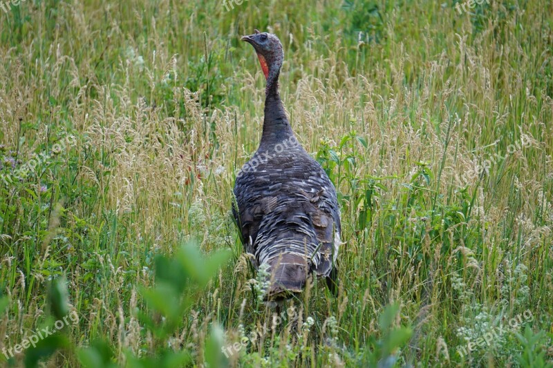 Colorado Turkey Female Grass Outdoors