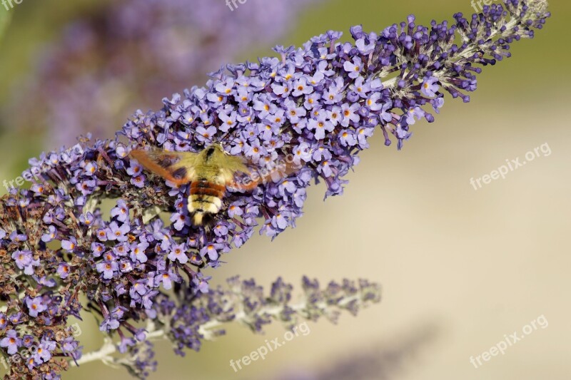 Hummingbird Hawk Moth Insect Flower Wing Plant