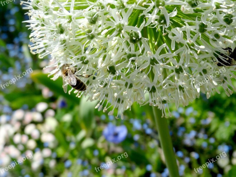 Ornamental Onion Allium Karataviense Ivory Queen Bee Flower