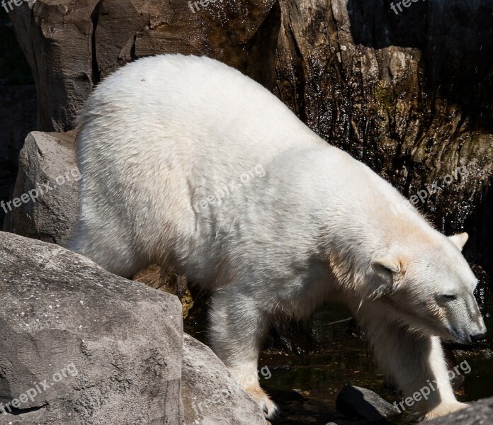 Polar Bear Animal Predator White Animal World