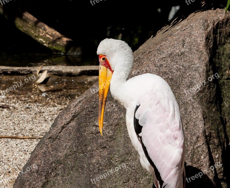 Glutton Bird Animal Nature Animal World