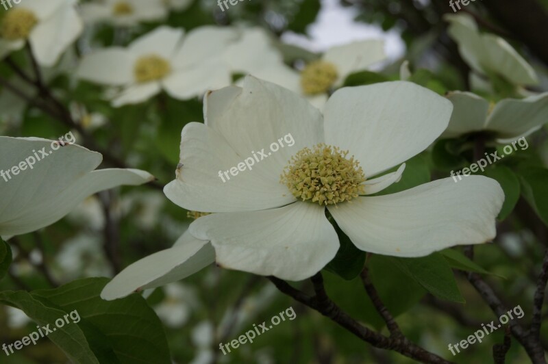 Dogwood Blossom Bloom White Plant