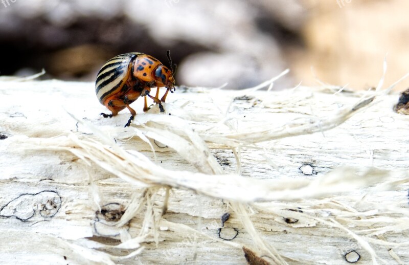 Beetle Insect Pest Potato Beetle Probe