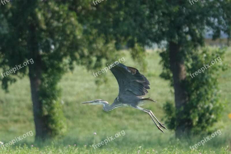 Grey Heron Flying Field Trees Bird