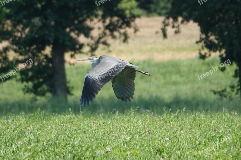 Grey Heron Flying Field Trees Bird