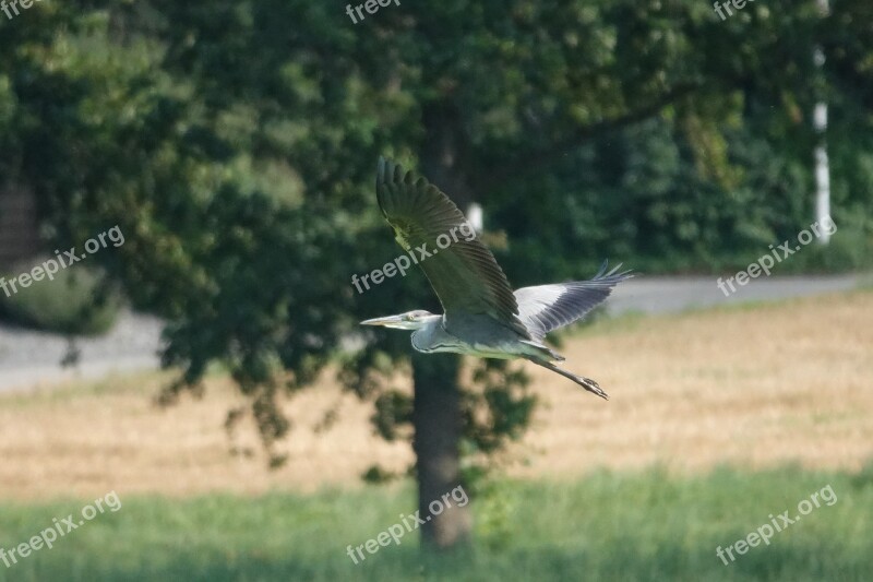 Grey Heron Flying Field Trees Bird