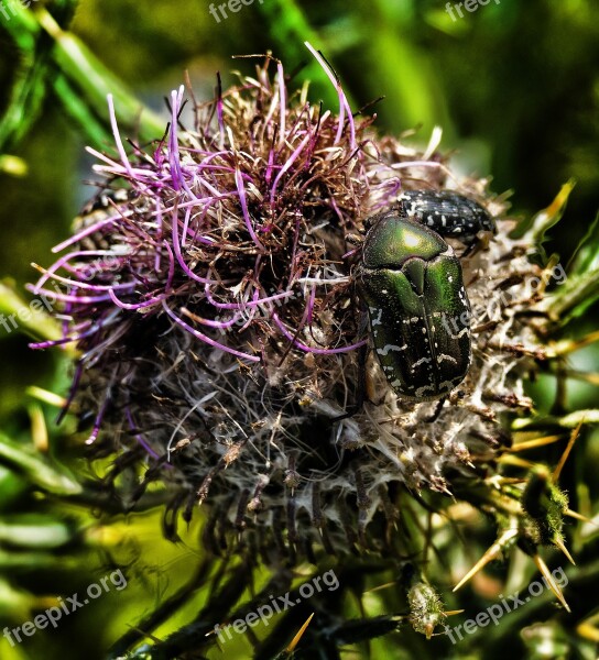 Thistle Blossom Bloom Beetle Plant