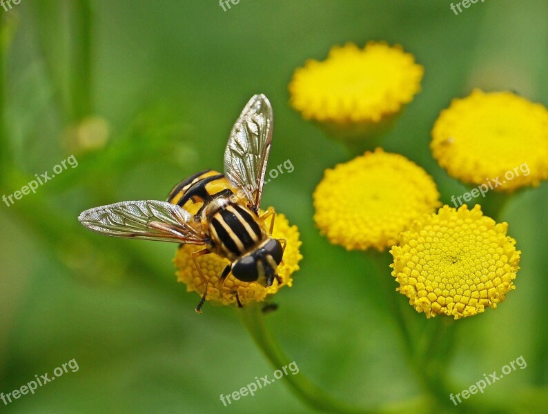 Wasp Tansy Flowers Wild Plant Roadside