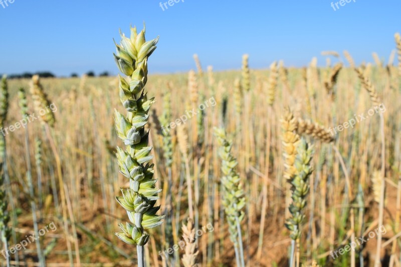 The Grain Field Plant Agriculture Cereals