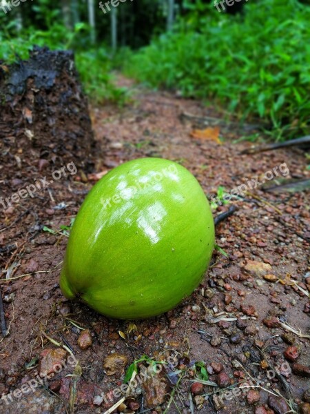 Coconut Tender Coconut Green Coconut Kerala Wet Coconut