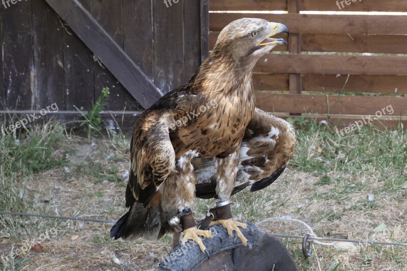 Wild Bird Raptor Bird Of Prey Adler Steppe Eagle