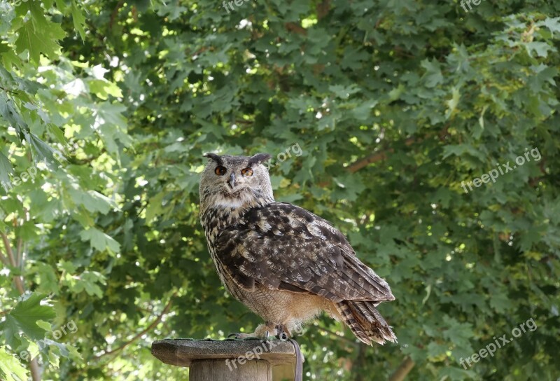 Animal World Forest Bird Nature Eagle Owl Falconry Wörlitzer Park