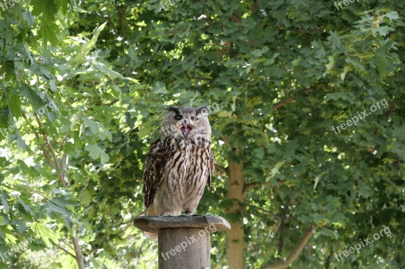 Bird Wild Bird Eagle Owl Falconry Wörlitzer Park Flying