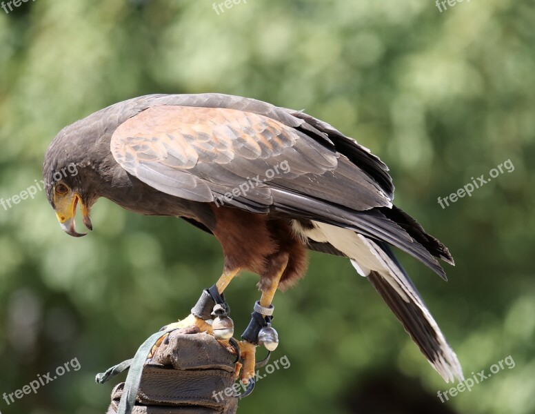 Bird Raptor Falconry Falconry Wörlitzer Park Wild Bird