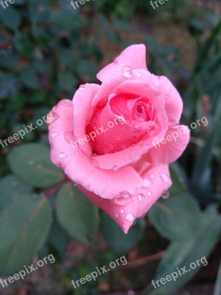 Rose Flower Rain Petal Leaf Plants