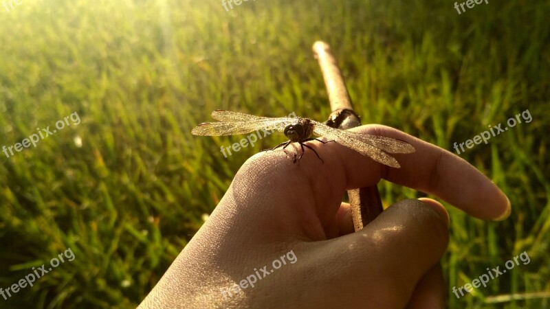 Indonesian Traditional Nature Grass Outdoors