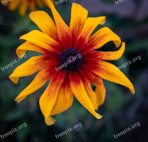 Flower Macro Yellow Orange Green