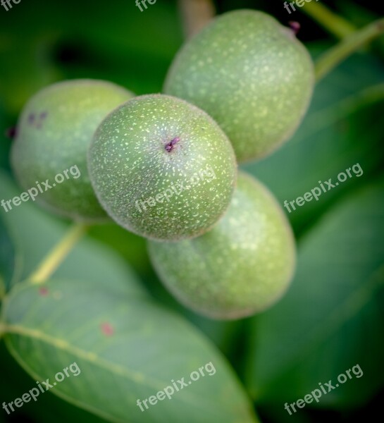 Apple Fruit Immature Fresh Healthy