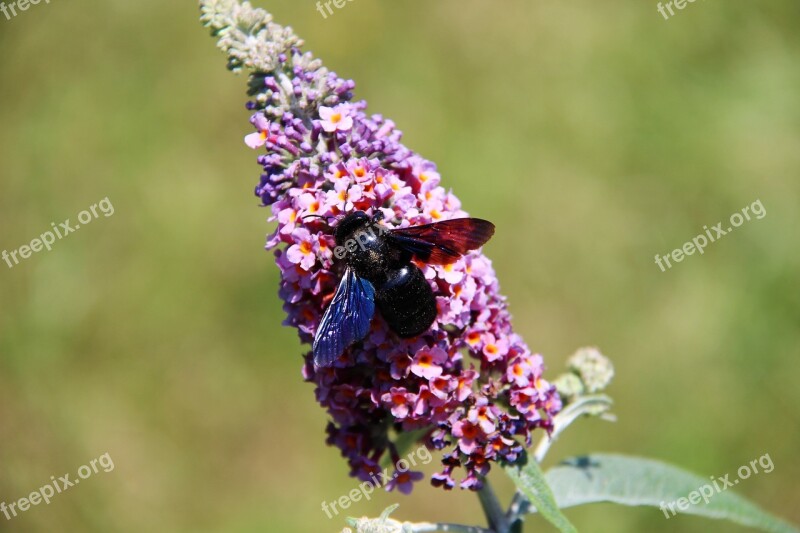 Carpenter Bee Insect Flower Nature Bees